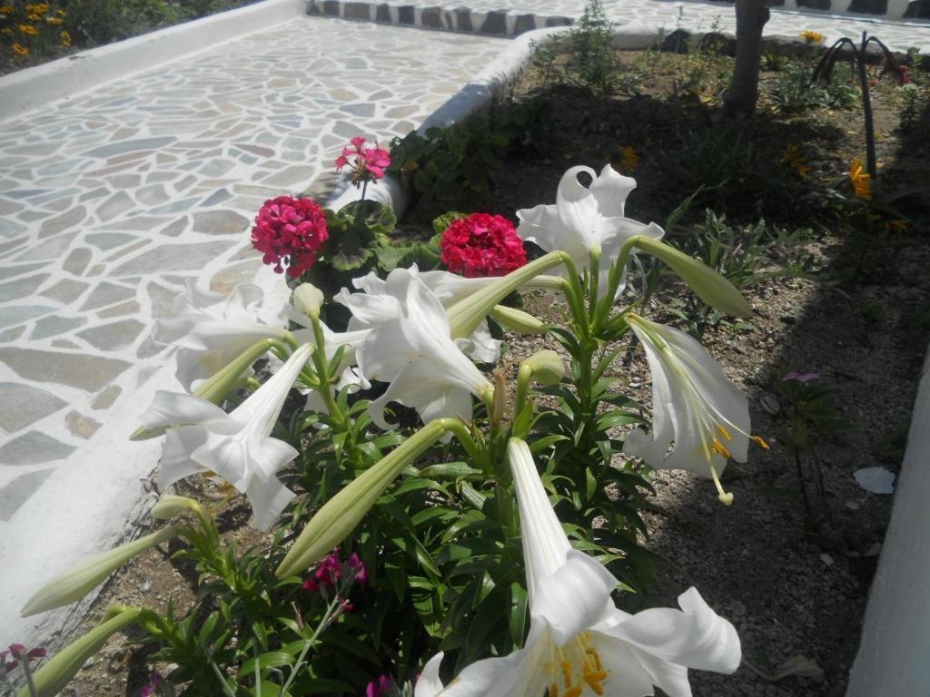 Kamári Villa Ostria מראה חיצוני תמונה